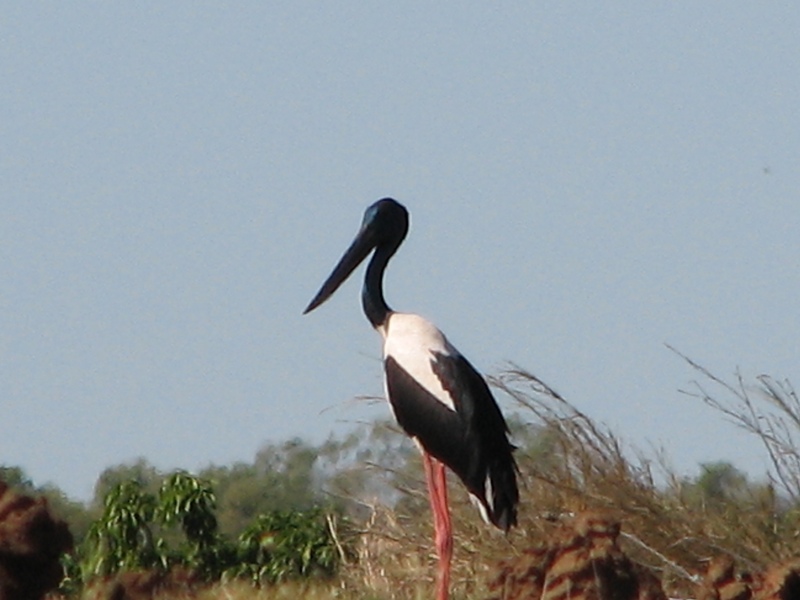 Black_Stork