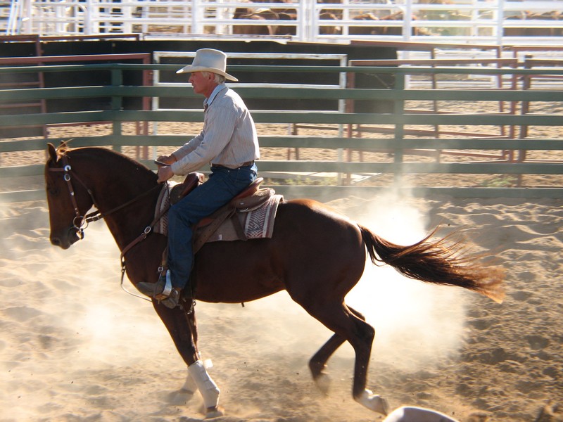 Champion_Horse_and_Rider