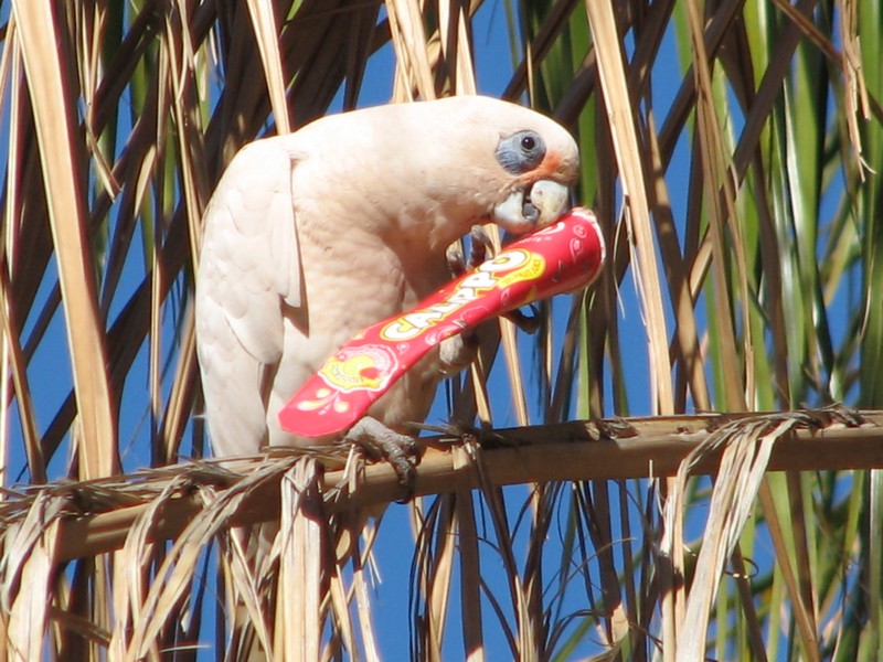 Corella_at_Tom_Price