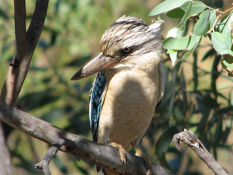 Kookaburra