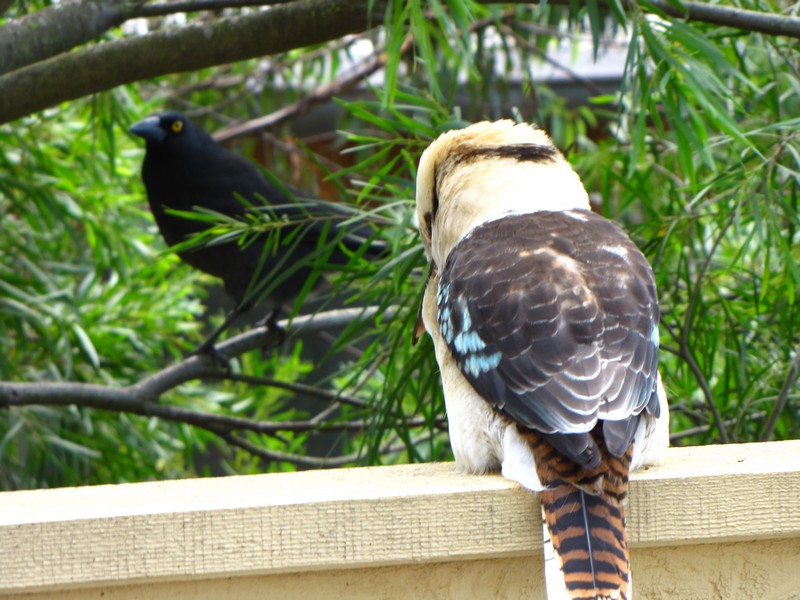 Kookaburra_and_Black_bird
