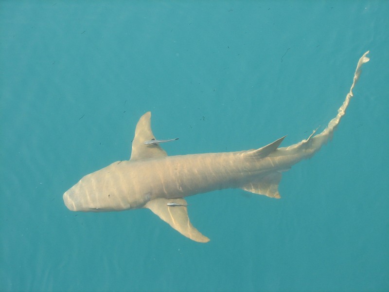 Lemon_Shark
