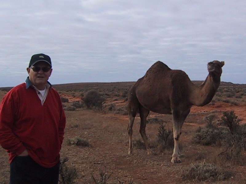 Meeting_camel_in_bush