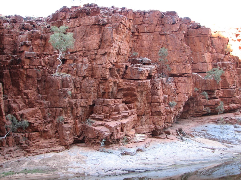 Trees_grow_from_Rocks