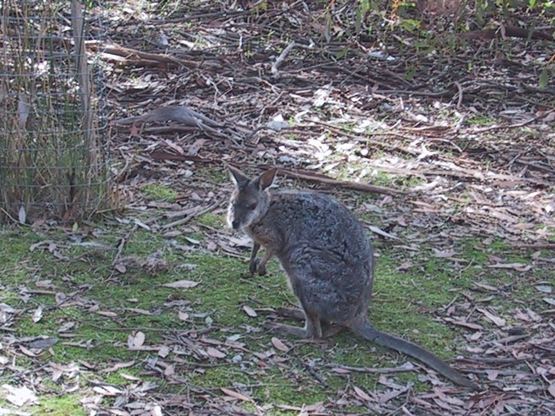 Wallaby