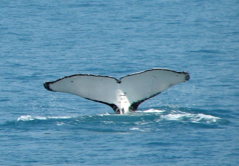 White_Whale_Tail